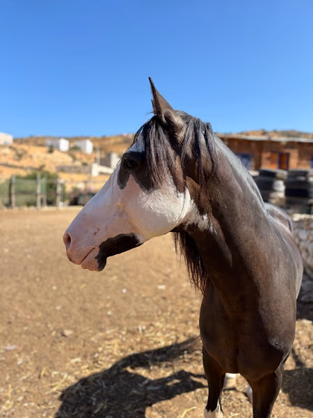 Bounty, cheval de randonnée marocain
