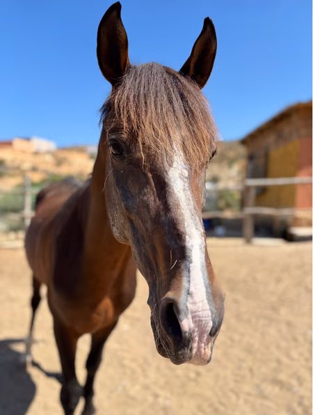 Dino, cheval de fantasia marocain