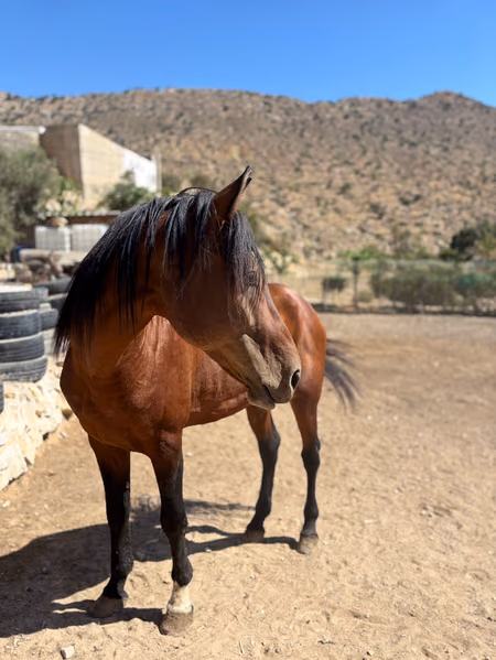 Gemini, cheval de la médina de Fès