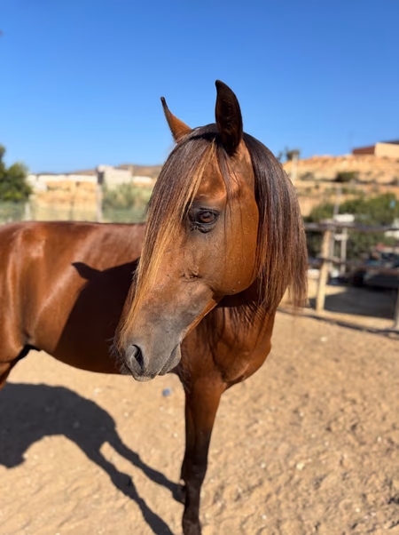 Kenz, jument arabe-barbe marocaine