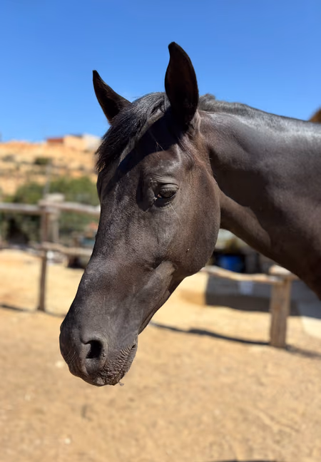 Lukaku, cheval puissant du Sud marocain