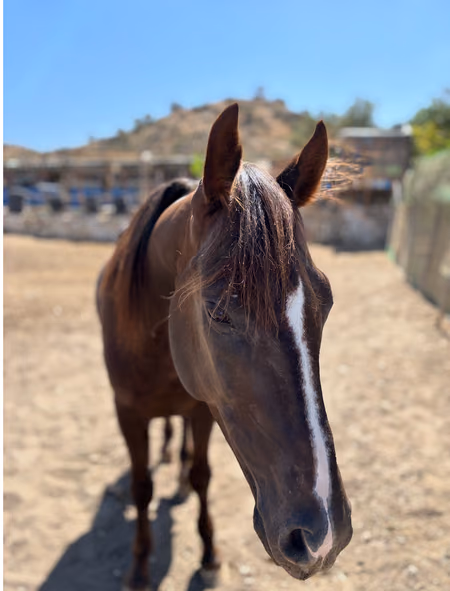 Momo, cheval expérimenté du Maroc