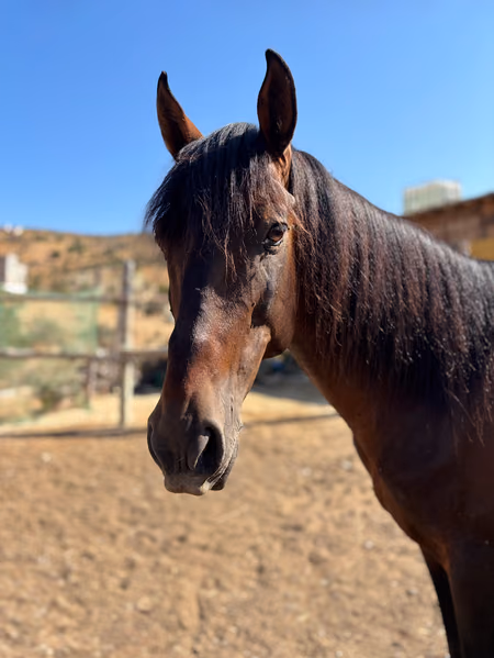 Pepito, cheval blanc marocain