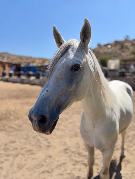 Saphir, cheval arabe-barbe marocain