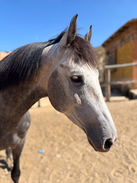 Simba, étalon barbe marocain